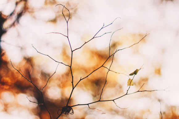 Download Autumn Colors and Tree Branch - Autumn Collection